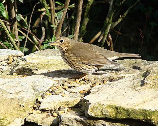 song thrush
